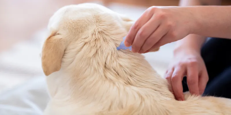 Cum să previi și să tratezi înțepăturile de căpușe la animalele de companie
