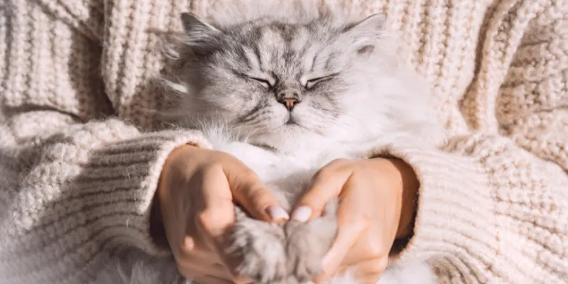 Psihologia pisicilor: Cum să înțelegi și să te adaptezi la nevoile emoționale ale companionului tău