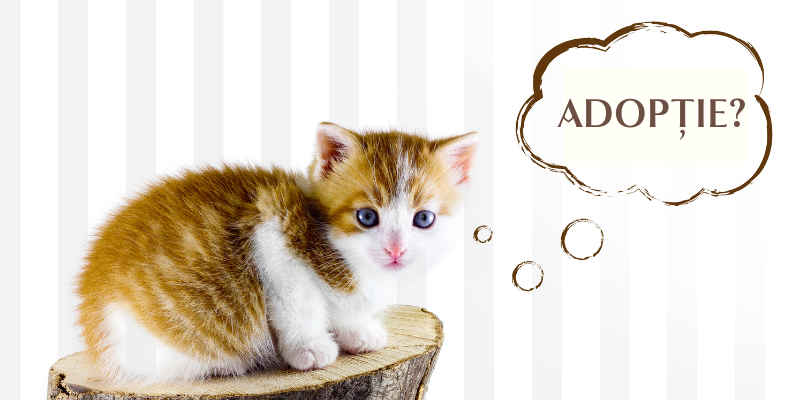 Adoptarea unei pisici: Procedura, responsabilitățile și recompensa de a salva o viață