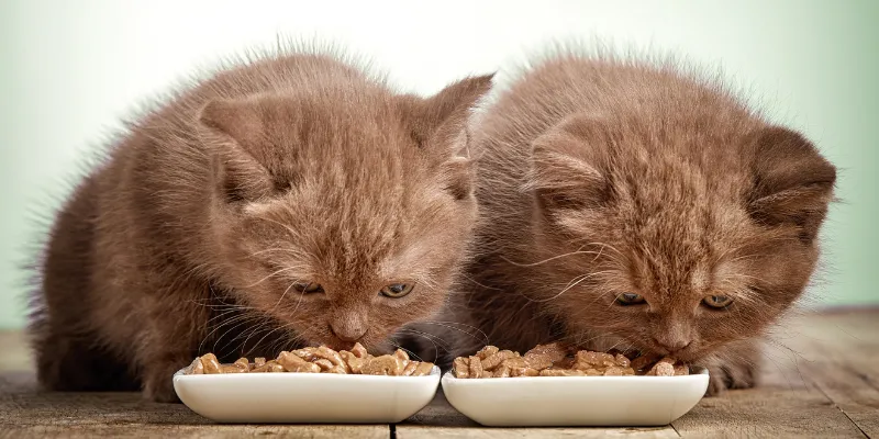 Alimentația sănătoasă pentru pisici: Cum să asiguri o masă echilibrată și delicioasă