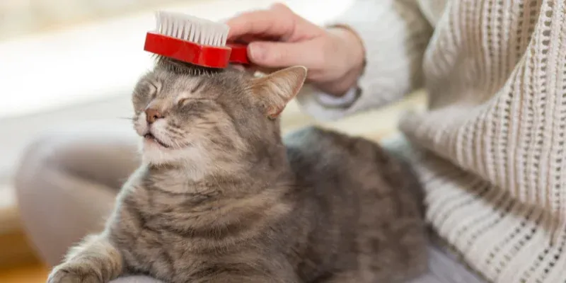Prevenirea și tratarea bolilor comune la pisici: Ghidul stăpânilor informați
