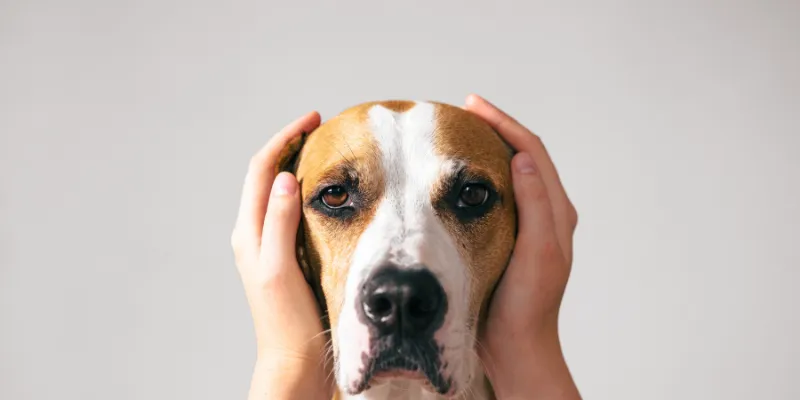 Cum să-ți ajuți câinele să treacă peste frica de zgomote și petarde