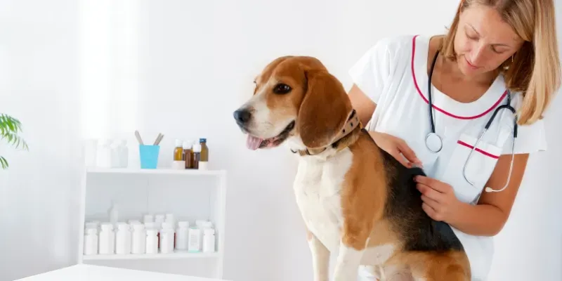 Ce trebuie să știi despre vaccinarea câinilor și pisicilor? 
