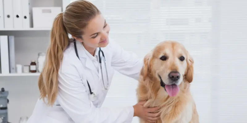 Cum să-ți pregătești animalul de companie pentru o vizită la veterinar