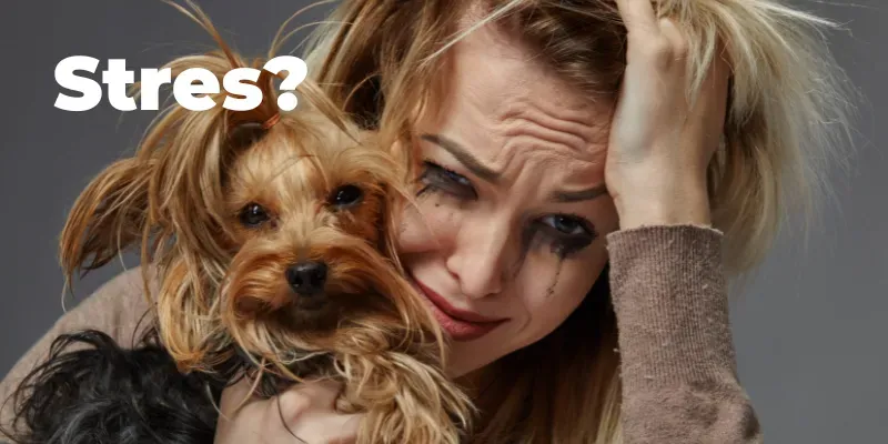 Cum să reduci stresul la câini și pisici? 9 sfaturi utile.