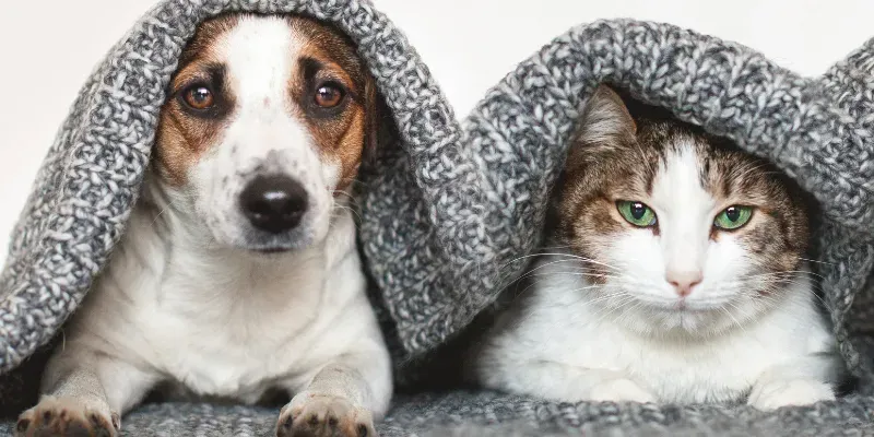 Cum să îți pregătești casa pentru a fi sigură și confortabilă pentru câinele sau pisica ta?